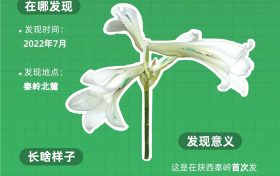 秦嶺新物種圖鑒：開啟生物多樣性名場(chǎng)面縮略圖