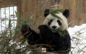 滿地撒歡打滾兒！佛坪大熊貓雪中“賣萌”根本停不下來！縮略圖