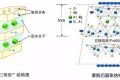 應(yīng)對新冠要囤蒙脫石散？專家：備一兩盒正常，但未必是止瀉首選縮略圖