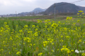 漢中陳村旅游環(huán)線6000畝油菜花海即將盛放縮略圖