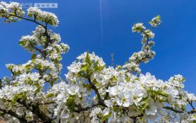 央視點(diǎn)贊漢中這條賞花線路→縮略圖