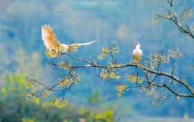 572種！陜西鳥類40余年新增200多種縮略圖