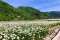 花都開(kāi)好了，來(lái)佛坪邂逅白色浪漫！縮略圖