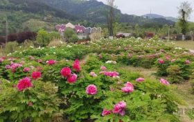 牡丹花已開丨漢中植物園等你來縮略圖