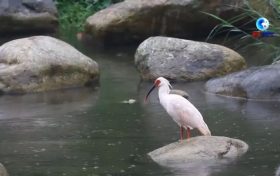 落地陜西！朱鹮國家保護研究中心獲批縮略圖